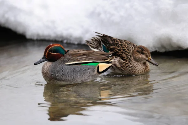 Teal par på vintern — Stockfoto