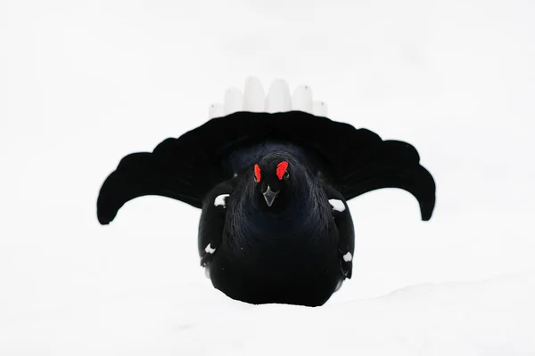Exhibición del cortejo del urogallo negro en nieve —  Fotos de Stock