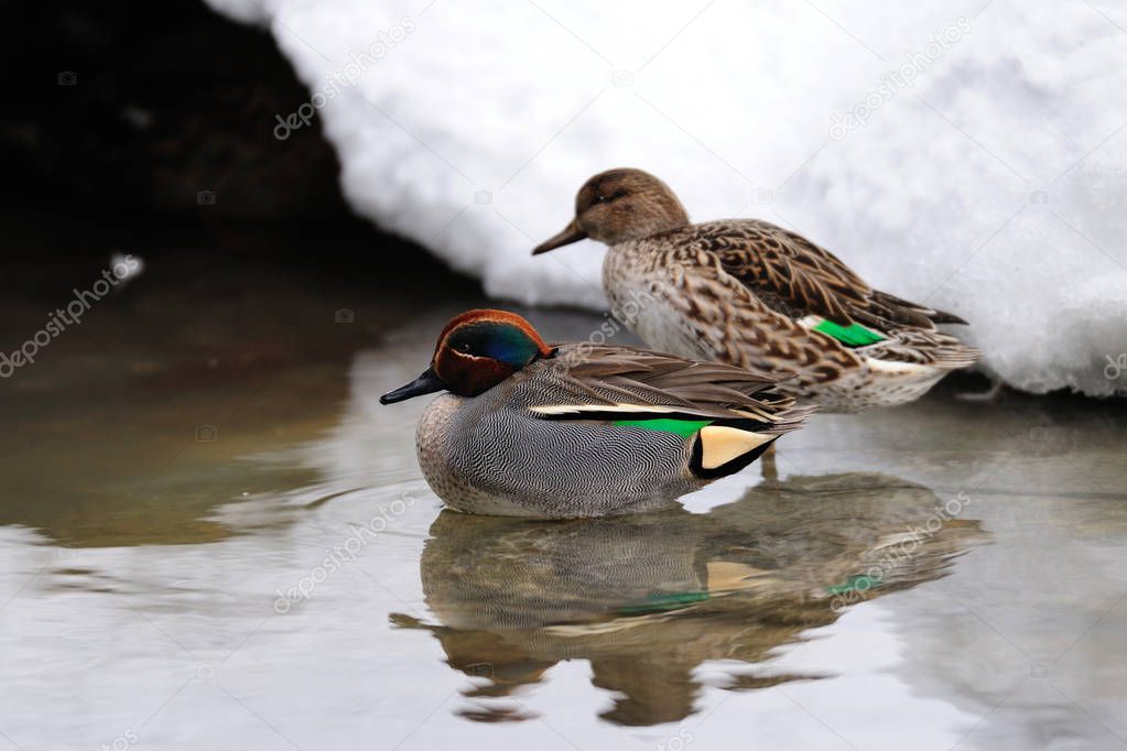 Teal pair on the winter pond