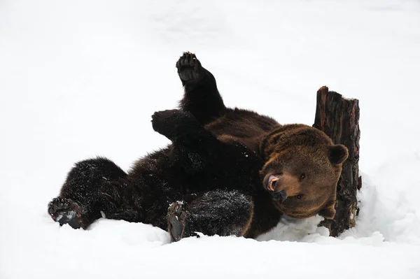 Бурий ведмідь весело провести час на снігу — стокове фото