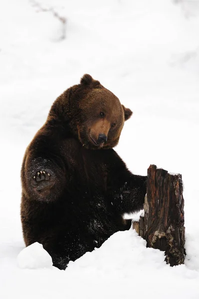 Бурий ведмідь, граючи з дерева на снігу — стокове фото