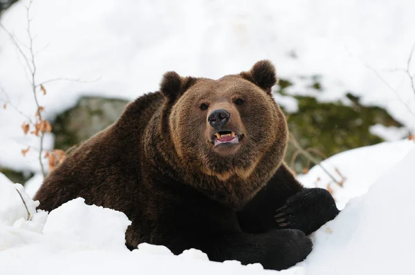 Urso castanho jaz na neve — Fotografia de Stock