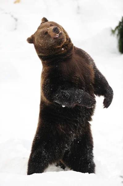 Urso castanho dançando louco na neve — Fotografia de Stock