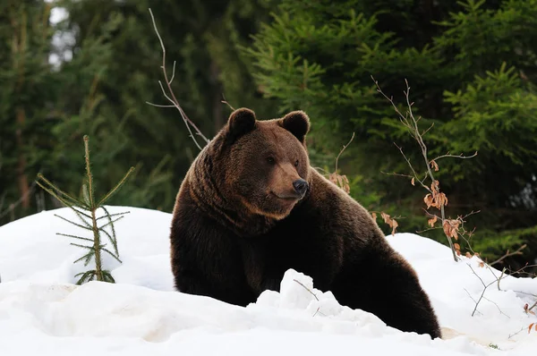 Бурий ведмідь в зимовому лісі — стокове фото