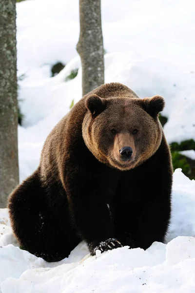 Бурий ведмідь виглядає цікаво — стокове фото