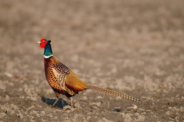 Pheasant is looking from the field — Stock Photo, Image