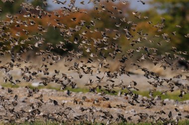 Redbilled Kuelalar sinek sürüsü