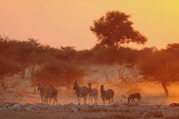 O rebanho de zebra de Burchell ao pôr-do-sol — Fotografia de Stock