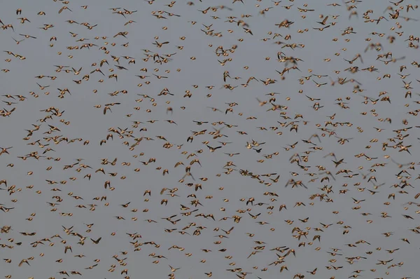 Redbilled quelea zwerm in de hemel — Stockfoto