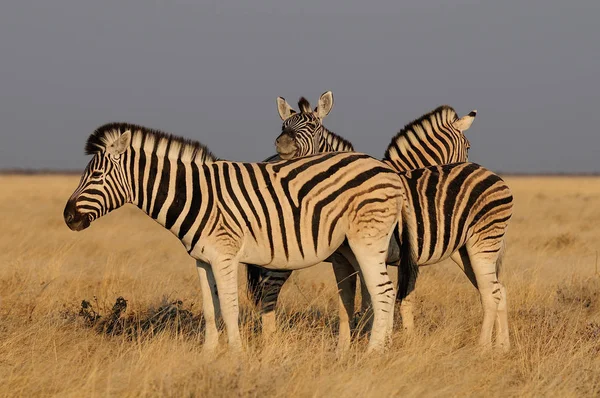 Burchell' s zebra znajomi — Zdjęcie stockowe