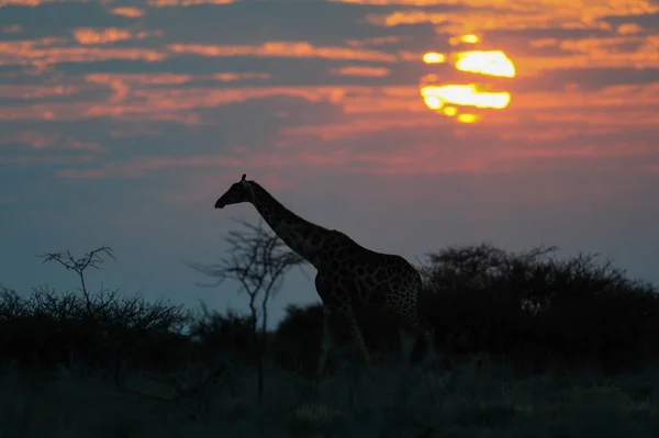 Giraffe silhouette at sunrise