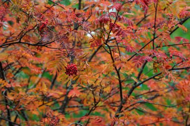 Rowan autumm içinde