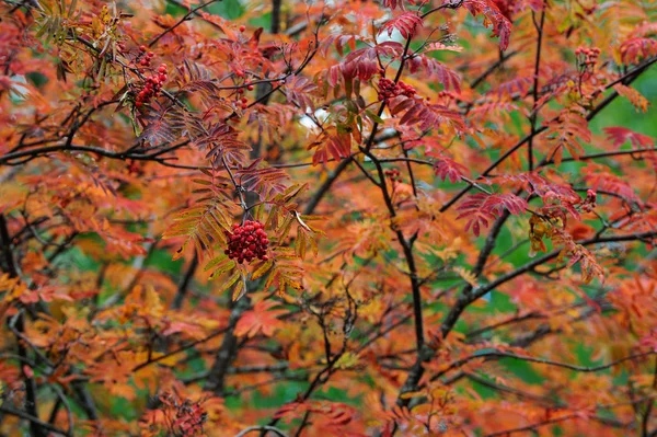 Jeřáb v podzim — Stock fotografie