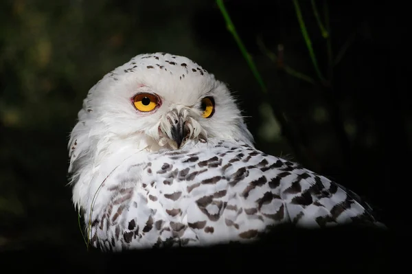 Snowy owl huvud porträtt — Stockfoto