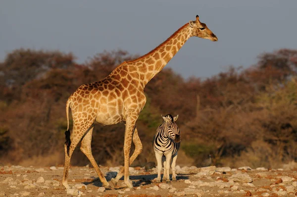 Žirafa s zebra v suché krajině — Stock fotografie