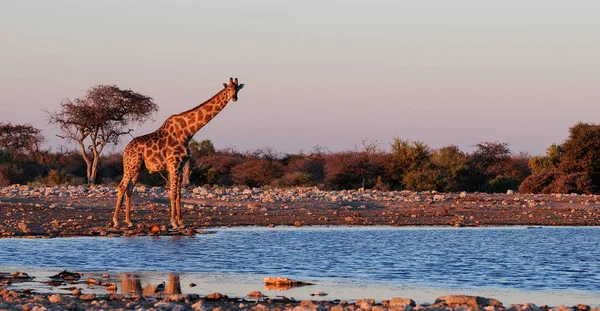 长颈鹿在水坑 — 图库照片