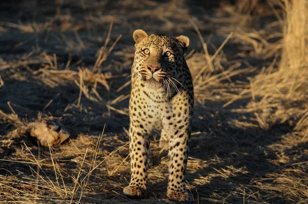 Il leopardo sta guardando — Foto Stock