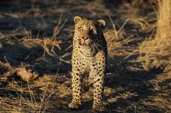 Leopard jest właśnie — Zdjęcie stockowe