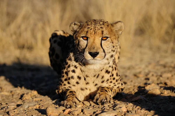 Cheetah regarde — Photo