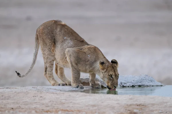 Lew na waterhole — Zdjęcie stockowe