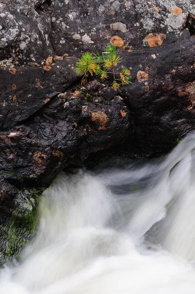 Pinheiro jovem em uma cachoeira — Fotografia de Stock