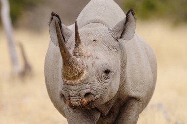 Black rhino head portrait clipart