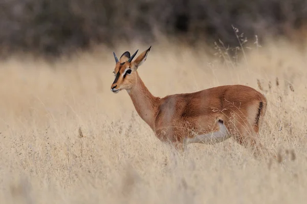 Zwarte geconfronteerd impala in grasland — Stockfoto