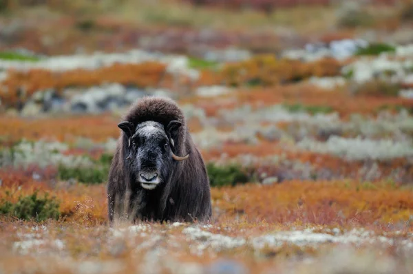 Musk ox in a autumn tundra — Stock Photo, Image