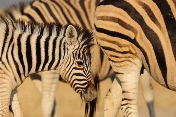 Unga zebra wih mamma — Stockfoto