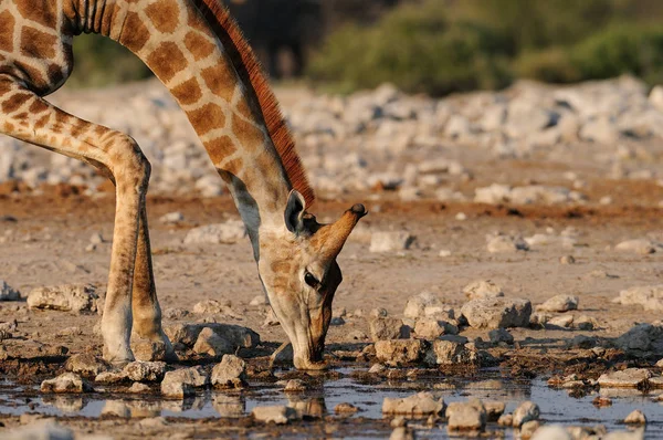 Girafa tomar uma bebida em um poço — Fotografia de Stock