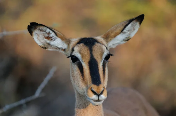 Czarny w obliczu portret impala — Zdjęcie stockowe