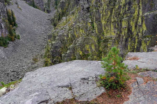 Молода сосна росте на скелі, каньйон джутулгогге — стокове фото