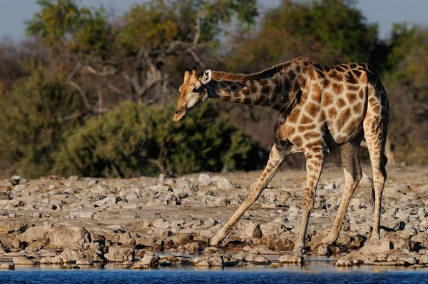 Girafa tomar uma bebida — Fotografia de Stock