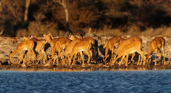 Μαύρο που αντιμετωπίζουν impala κοπάδι σε μια waterhole — Φωτογραφία Αρχείου