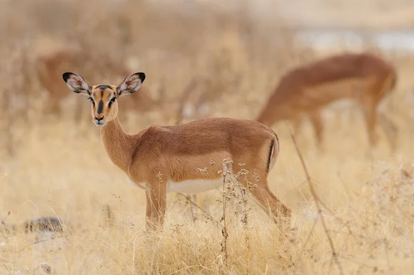 Preto enfrentou impala, em pastagens — Fotografia de Stock