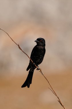 Forktailed çaylak herif oturup bir düğüm üzerinde