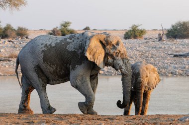 Su birikintisinin iki Afrika filleri