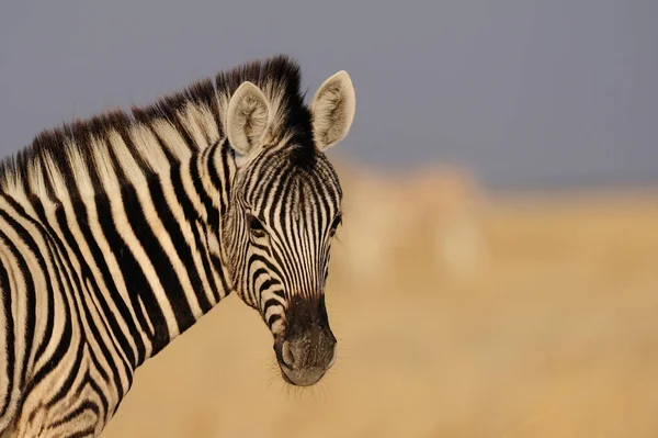 Young zebra foal portarit — Stock Photo, Image