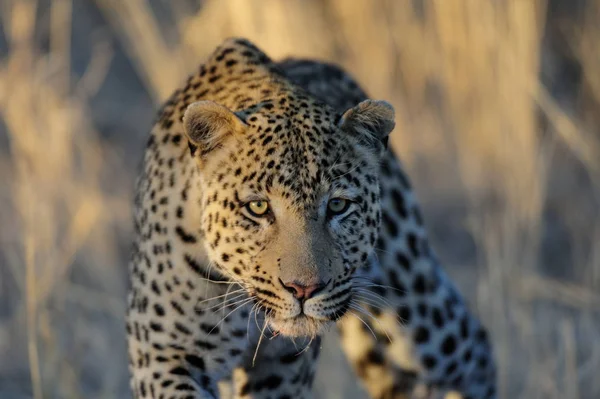 El leopardo parece atento. —  Fotos de Stock