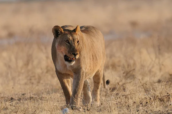 A takarmány után nagy afrikai oroszlán — Stock Fotó