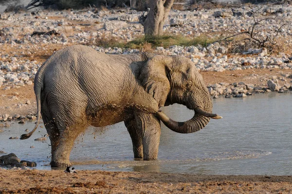 Africký slon s blátem sprcha — Stock fotografie