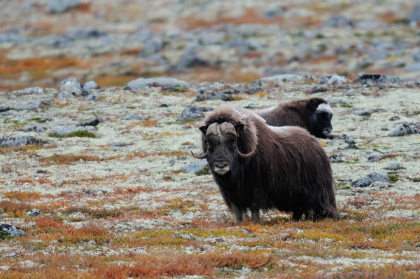 Misk öküzü bir sonbahar Tundra — Stok fotoğraf