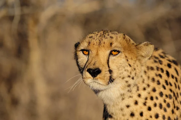 Cheetah head portrait Stock Image