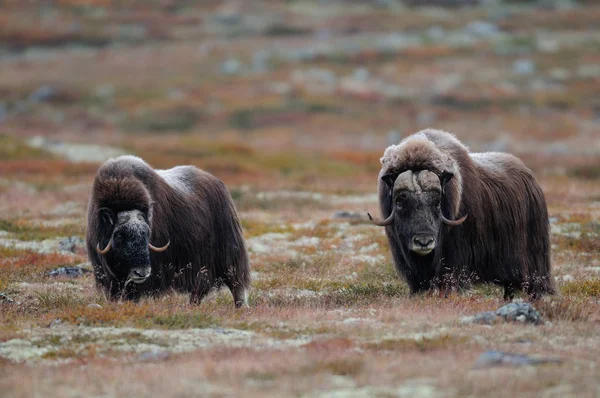 秋の風景 ドヴレフエル ノルウェー Ovibos Moschatus ジャコウ牛 — ストック写真