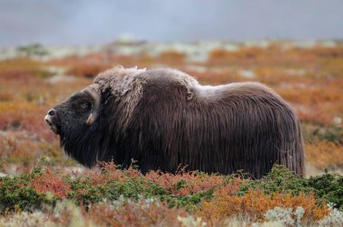 Misk öküzü bir sonbahar manzara, dovrefjell, Norveç, (ovibos moschatus