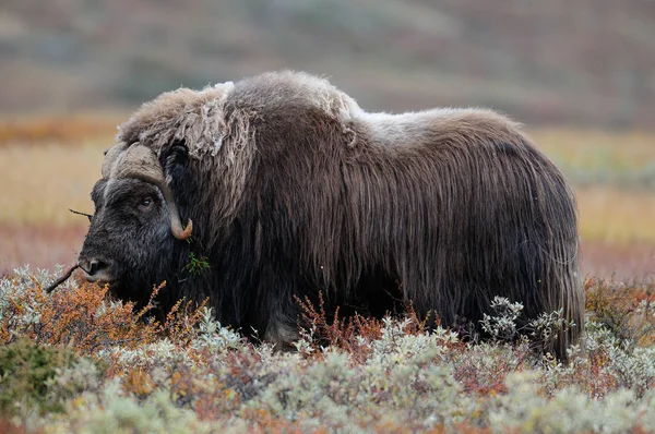 Musk Βόδι Φθινοπωρινό Τοπίο Dovrefjell Νορβηγία Ovibos Moschatus — Φωτογραφία Αρχείου