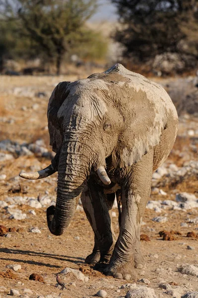 Африканский Слон Сухой Сезон Национальный Парк Этоша Намибия Loxodonta Africana — стоковое фото