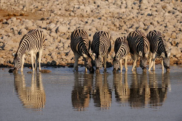 Зебры Бурчелла Пьют Водопое Этоша Национальный Парк Намибия Equus Burchelli — стоковое фото