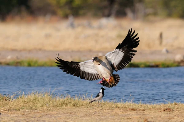 Ganso Egipcio Están Aterrizando Etosha Nationalpark Namibia Alopochen Aegyptiacus — Foto de Stock