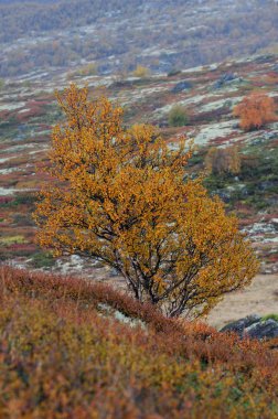 Birch in autumn landscape, dovrefjell, norway